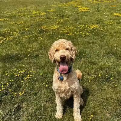 Swift Run Dog Park - Ann Arbor, MI