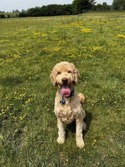 Swift Run Dog Park - Ann Arbor, MI