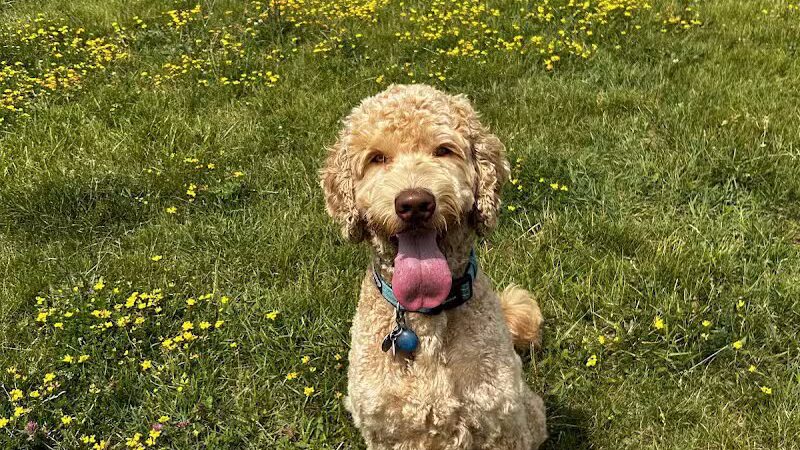 Swift Run Dog Park - Ann Arbor, MI