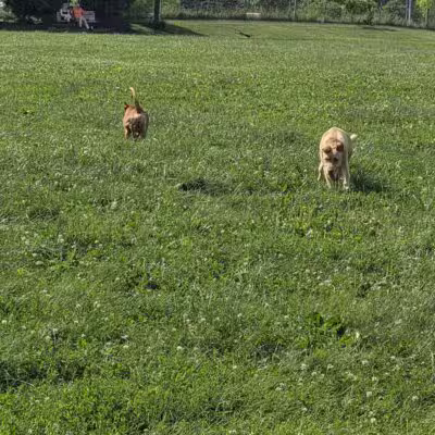 Swift Run Dog Park - Ann Arbor, MI