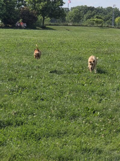 Swift Run Dog Park - Ann Arbor, MI