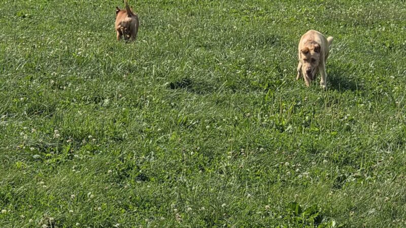 Swift Run Dog Park - Ann Arbor, MI