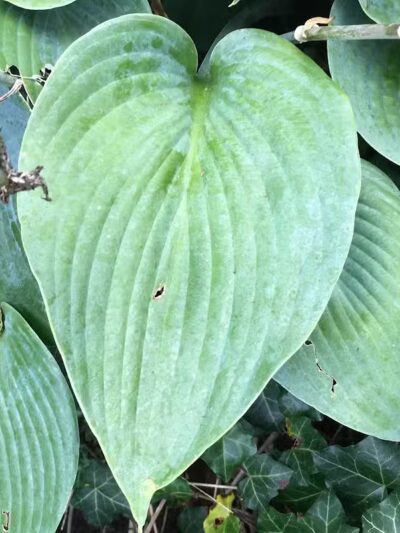The Ponds Park - Ann Arbor,