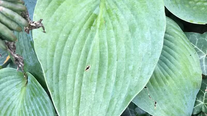 The Ponds Park - Ann Arbor,