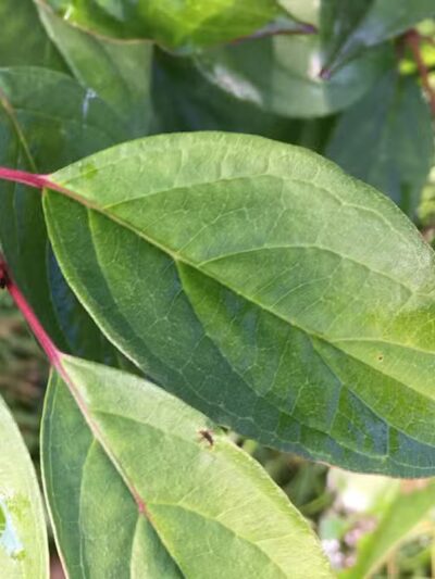 The Ponds Park - Ann Arbor,