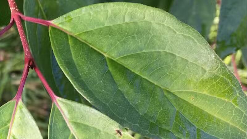 The Ponds Park - Ann Arbor,