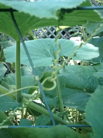 The Ponds Park - Ann Arbor,