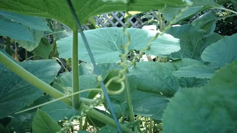 The Ponds Park - Ann Arbor,