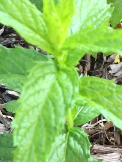 The Ponds Park - Ann Arbor,