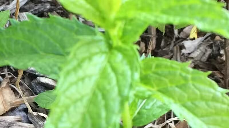 The Ponds Park - Ann Arbor,