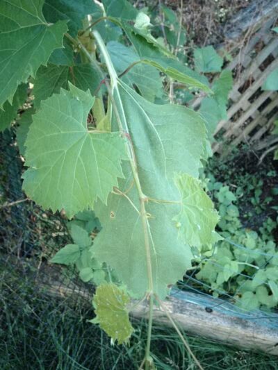 The Ponds Park - Ann Arbor,