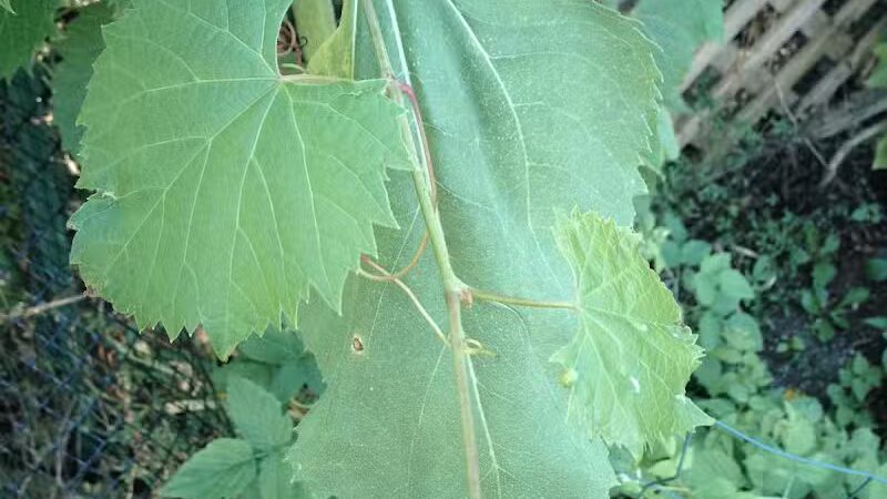 The Ponds Park - Ann Arbor,