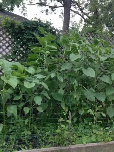 The Ponds Park - Ann Arbor,