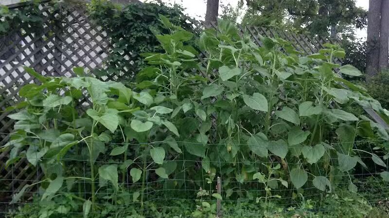 The Ponds Park - Ann Arbor,