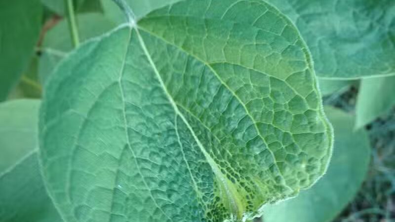 The Ponds Park - Ann Arbor,