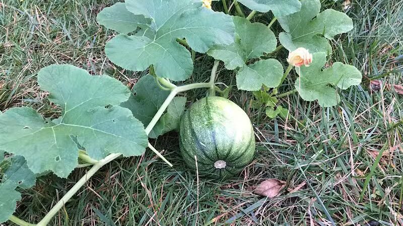 The Ponds Park - Ann Arbor,