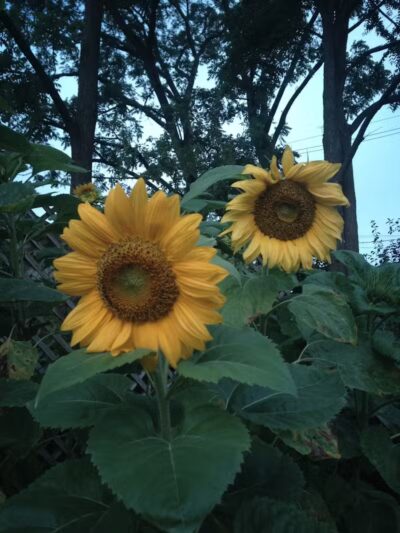 The Ponds Park - Ann Arbor,