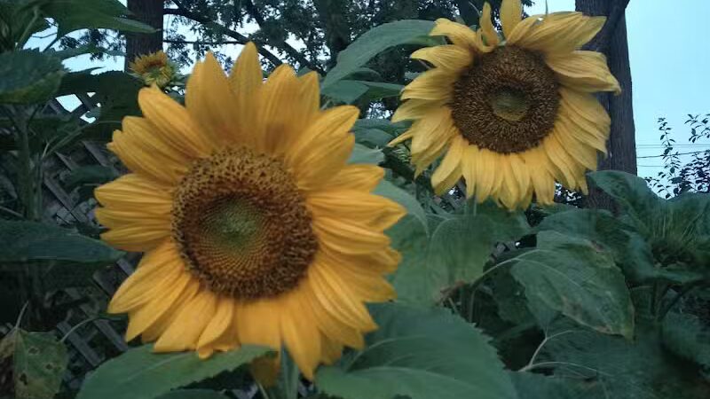 The Ponds Park - Ann Arbor,