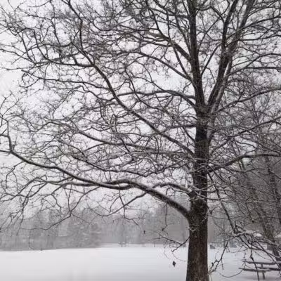 Virginia Park - Ann Arbor,