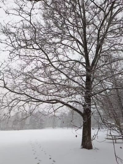 Virginia Park - Ann Arbor,