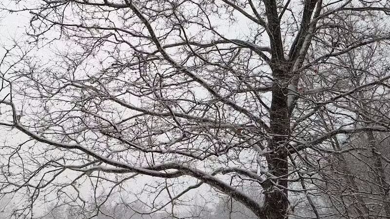 Virginia Park - Ann Arbor,