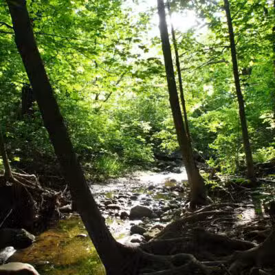 Virginia Park - Ann Arbor,