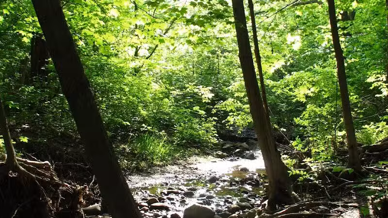 Virginia Park - Ann Arbor,