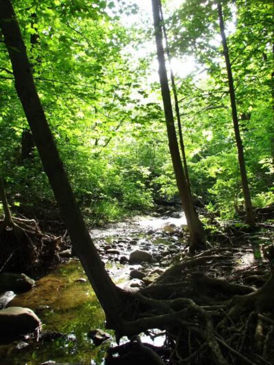 Virginia Park - Ann Arbor,