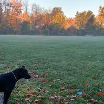 Virginia Park - Ann Arbor,