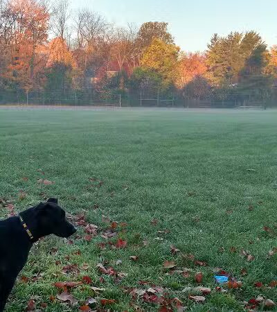 Virginia Park - Ann Arbor,