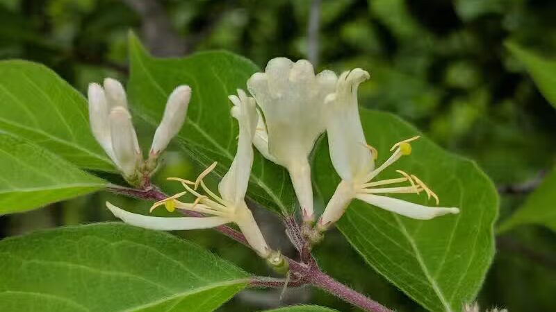 Ward Park - Ann Arbor,