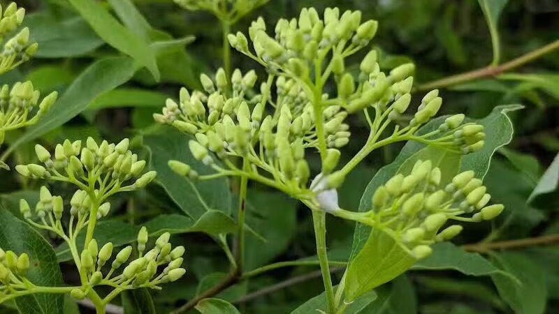 Ward Park - Ann Arbor,