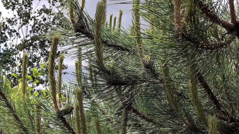 Ward Park - Ann Arbor,