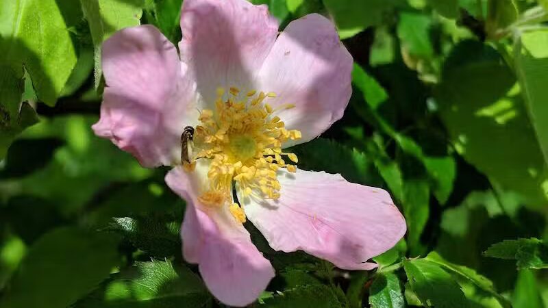 Ward Park - Ann Arbor,