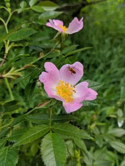 Ward Park - Ann Arbor,