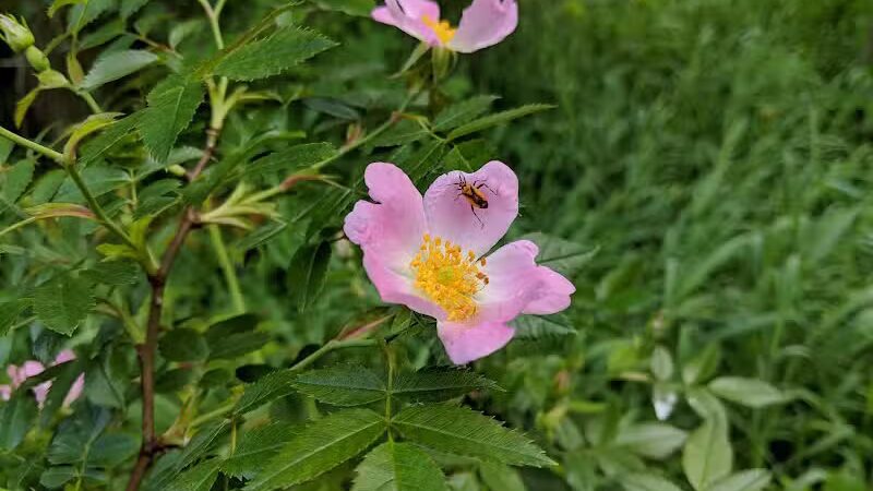 Ward Park - Ann Arbor,