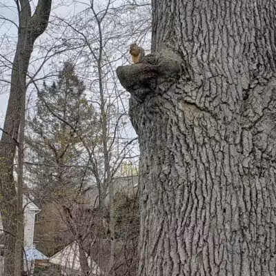 Wurster Park - Ann Arbor,