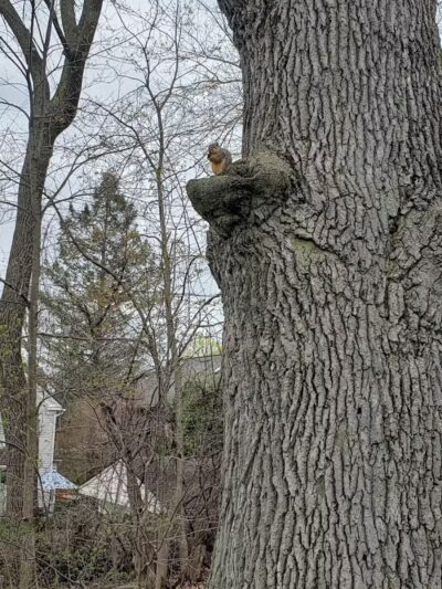 Wurster Park - Ann Arbor,