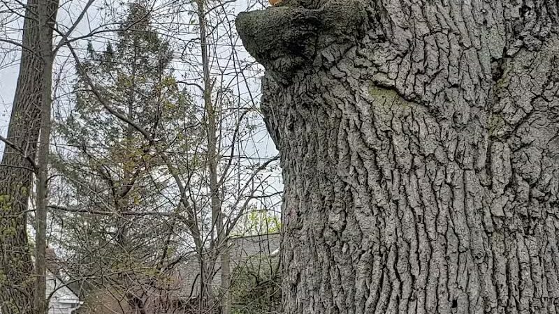 Wurster Park - Ann Arbor,