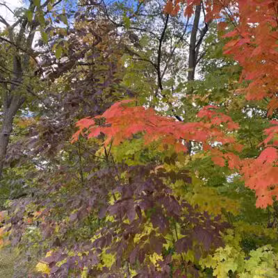 Wurster Park - Ann Arbor,
