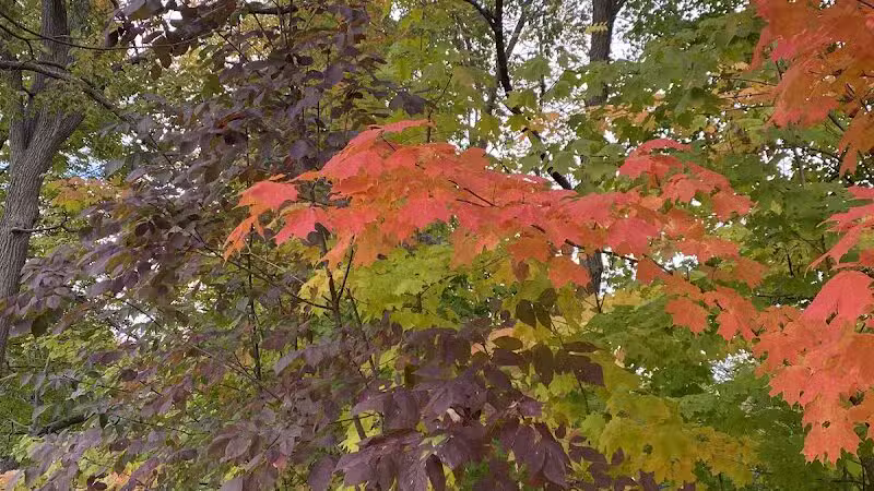 Wurster Park - Ann Arbor,