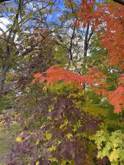 Wurster Park - Ann Arbor,