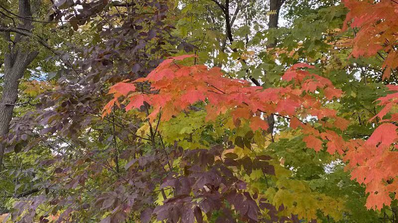 Wurster Park - Ann Arbor,