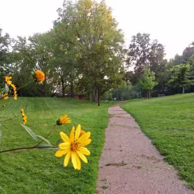 Wurster Park - Ann Arbor,