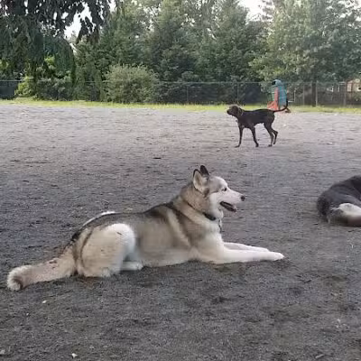 Mason District Off-Leash Dog Park - Annandale,