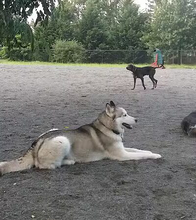 Mason District Off-Leash Dog Park - Annandale,