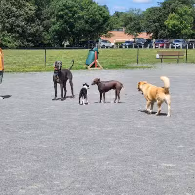 Mason District Off-Leash Dog Park - Annandale,