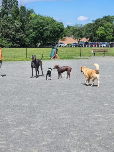 Mason District Off-Leash Dog Park - Annandale,