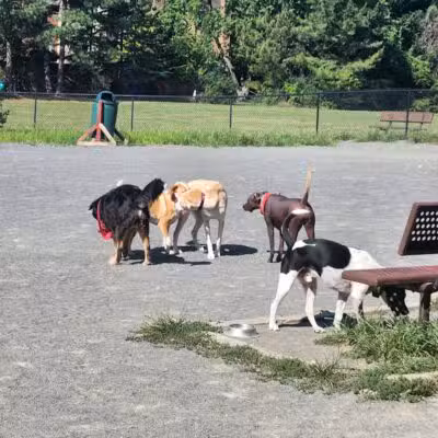 Mason District Off-Leash Dog Park - Annandale,