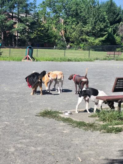 Mason District Off-Leash Dog Park - Annandale,